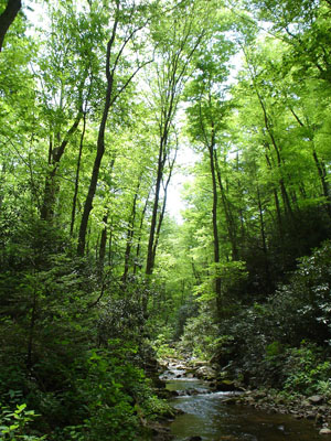 Photo of forest