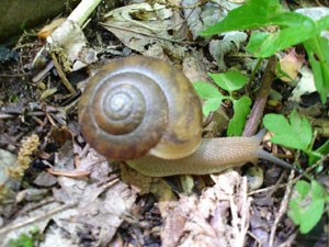 Photo of snail in forest