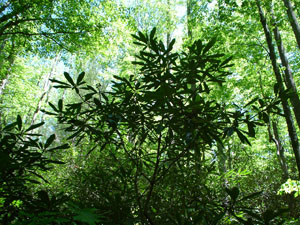 Photo of tree in forest