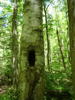 Photo of tree in forest